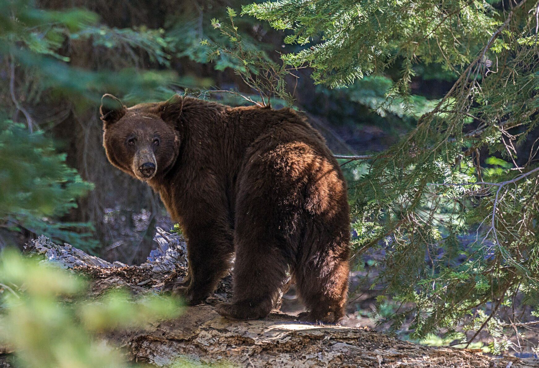 Be bear aware